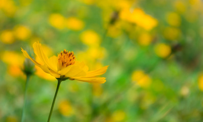 Yellow cosmos flowers in flower garden as blur background - select focus