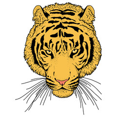 Tiger Head Illustration Vector
