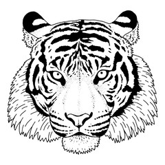 Tiger Head Illustration Vector