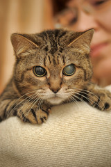 Old blind cat 20 years old