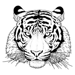 Tiger Head Illustration Vector