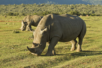 Fototapeta premium White Rhino's walking and grazing