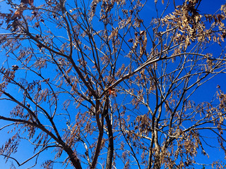 barren tree branches and blue skies in fall