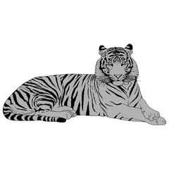 Tiger Head Illustration Vector