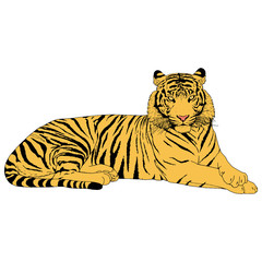 Tiger Head Illustration Vector