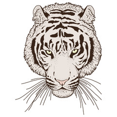 Tiger Head Illustration Vector