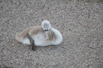 Sleeping swan chicks on Serpentine lake in Hyde Park London, United Kingdom 