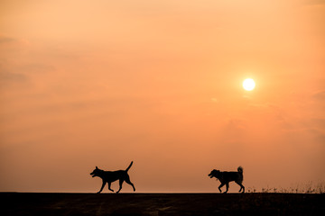 Silhouette of dog on sunset background