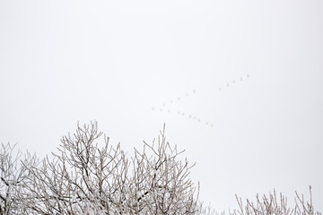 Snow-covered branches in early spring against the sky