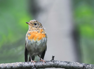 funny little bird the Robin is on a branch in the Park