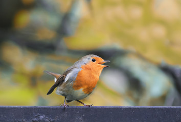  small colorful bird the Robin is on the fence and sings