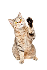Fototapeta premium Playful curious cat Scottish Straight isolated on white background