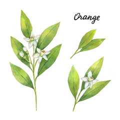 Watercolor fruit orange branch isolated on white background.