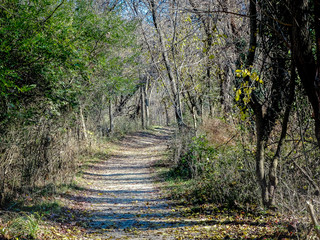 boxer dog walks on path in the woods