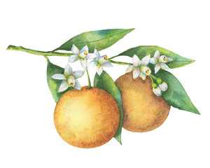 Watercolor fruit orange branch isolated on white background.