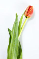 Orange tulip head isolated on white
