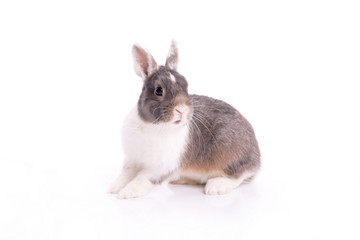 Sweet rabbit bunny white grey