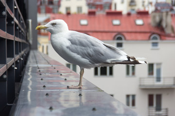 Seagul above sea