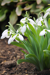 Obraz premium White snowdrops are blooming on the spring meadow