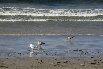 Gull on shore tide
