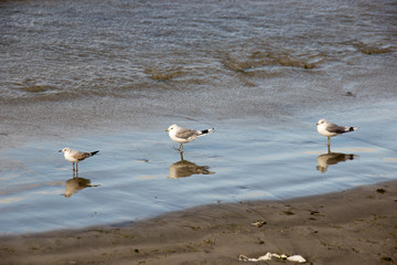 Gull on shore tide