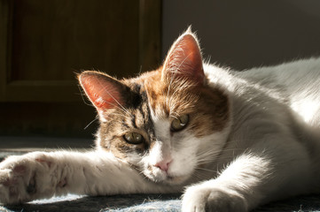 Female cat lying on floor closeup on indoor background