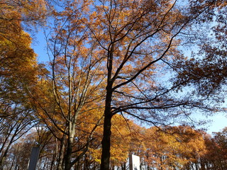 fall leaves in the forest