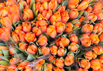 Bunch of orange Tulips