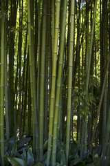 Growing bamboo background