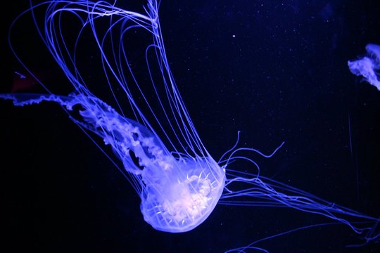 Blue Fluorescent Jelly Fish on Black Background