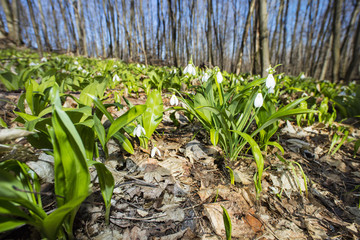 snowdrops on the hill