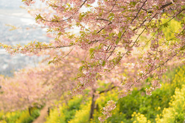 Spring Landscape of Pink Cherry Blossoms branches in Japan