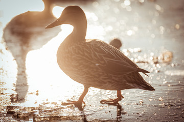 Ente bei Sonnenuntergang 