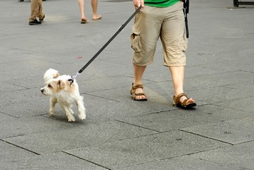 Naughty pet with his owner