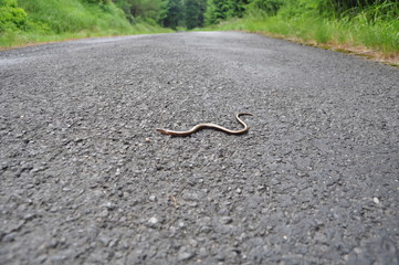 Forest road