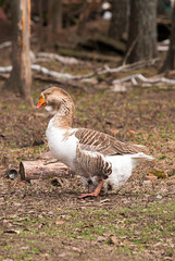One farmer Gus walks across the pasture.