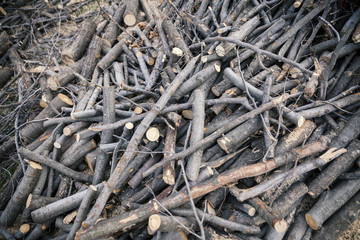 wood cut and piled