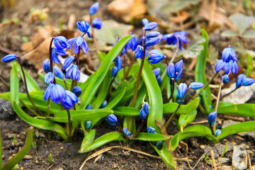Blue scilla flowers (Scilla siberica) or siberian squill - obrazy, fototapety, plakaty