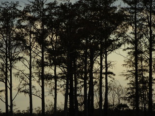 silhouette of trees in swamp at sunset