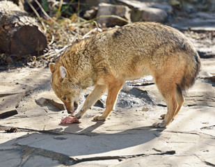 Jackal with prey (eats meat)