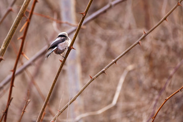 beautiful little bird among branches of a tree