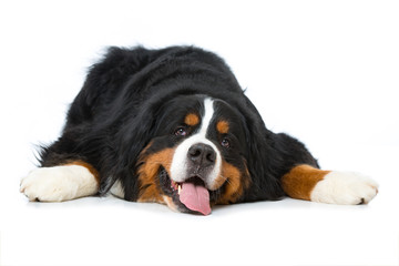 Erschöpfter Hund
