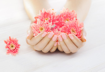 pink manicure with chrysanthemum flowers. spa