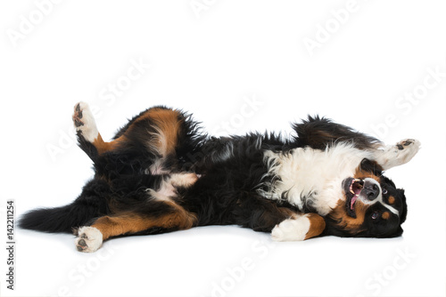 "Hund liegt am Rücken" Stockfotos und lizenzfreie Bilder auf Fotolia