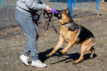 Shepherd plays with the owner in a plastic ring toy on the street.