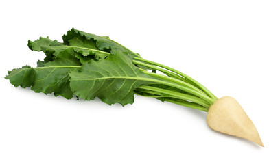 Fresh sugar beet with leaves isolated on white background. Design element for product label, 

catalog print, web use.
