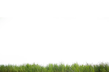 gr&uuml;ner Rasen vor wei&szlig;em Hintergrund