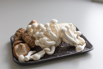 Mushroom for experiment in Lab.