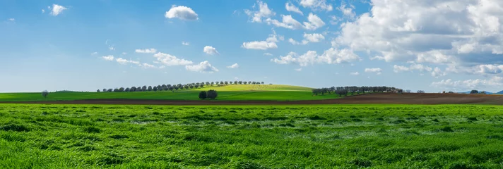 Photo sur Aluminium Campagne Prato verde con campo di ulivi in lontananza