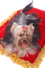 Yorkshire terrier